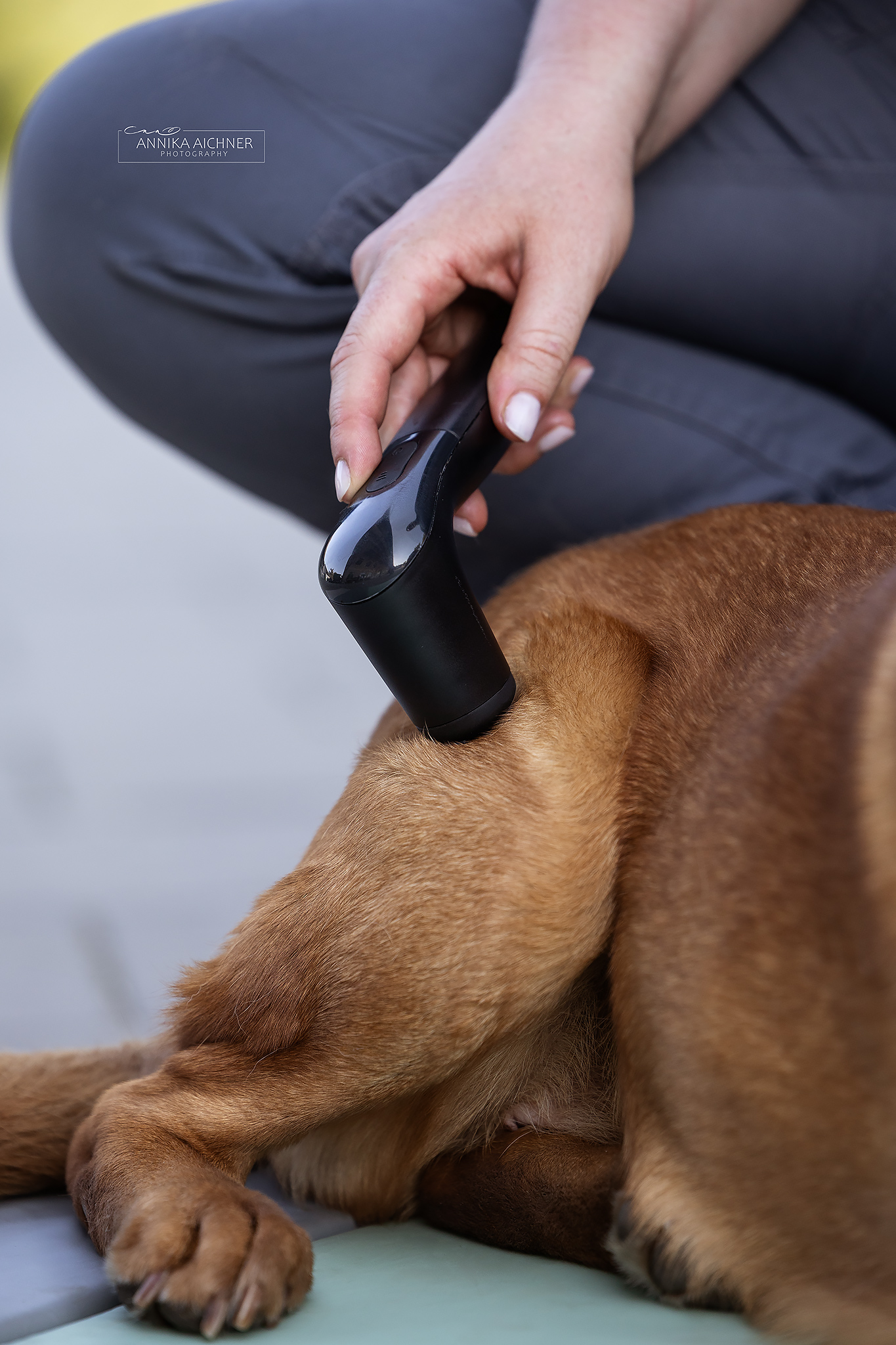 Schalltherapie mit dem Novafon an einem Hund