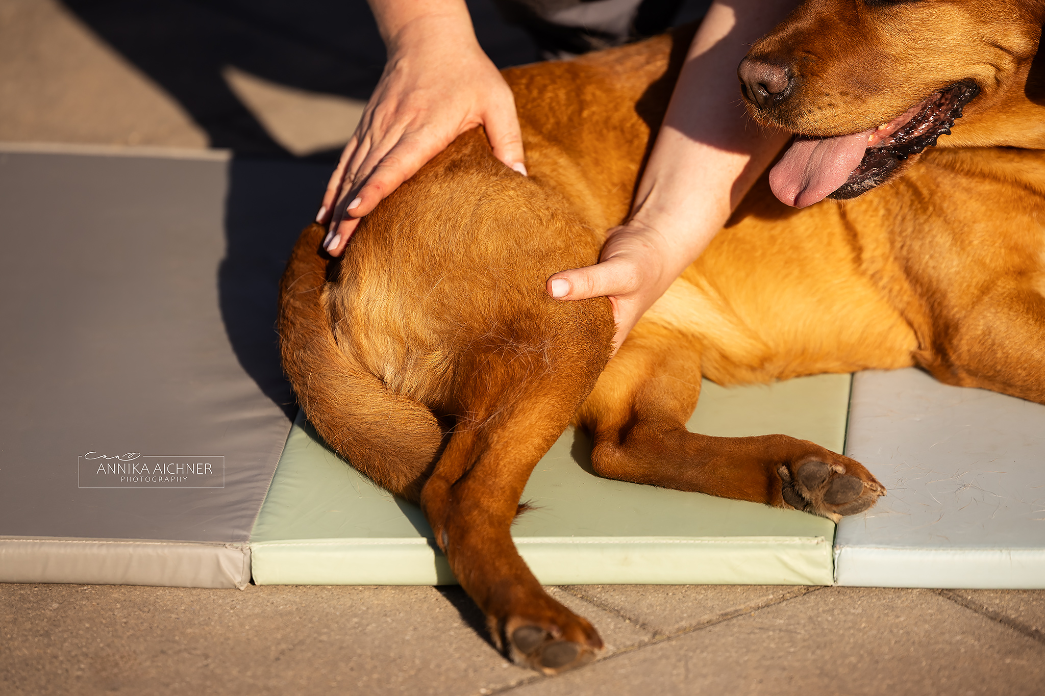 Tierphysiotherapeutische Behandlung am Bein eines Hundes